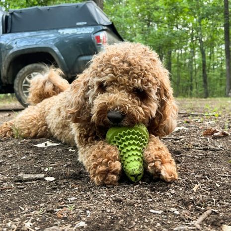 Natural Rubber Bee Hive Reward Dog Toy