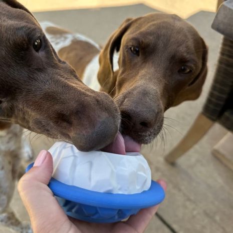 NATURAL RUBBER POLAR FREEZABLE REWARD DOG TOY – Baobao PetShop